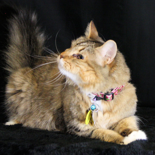 Pets for adoption